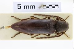 Foto (Dorsalansicht) von Eudicronychus psephoides (NHMW-ZOO-COL-0008501)